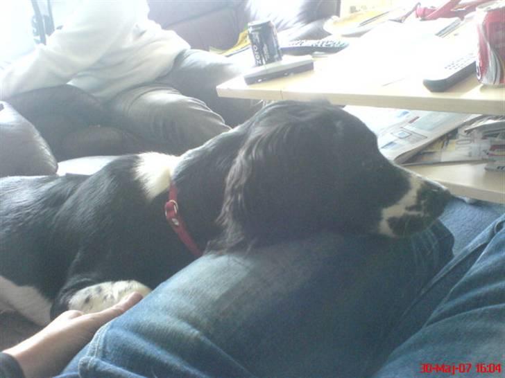 Blanding af racer Cirkeline billede 9