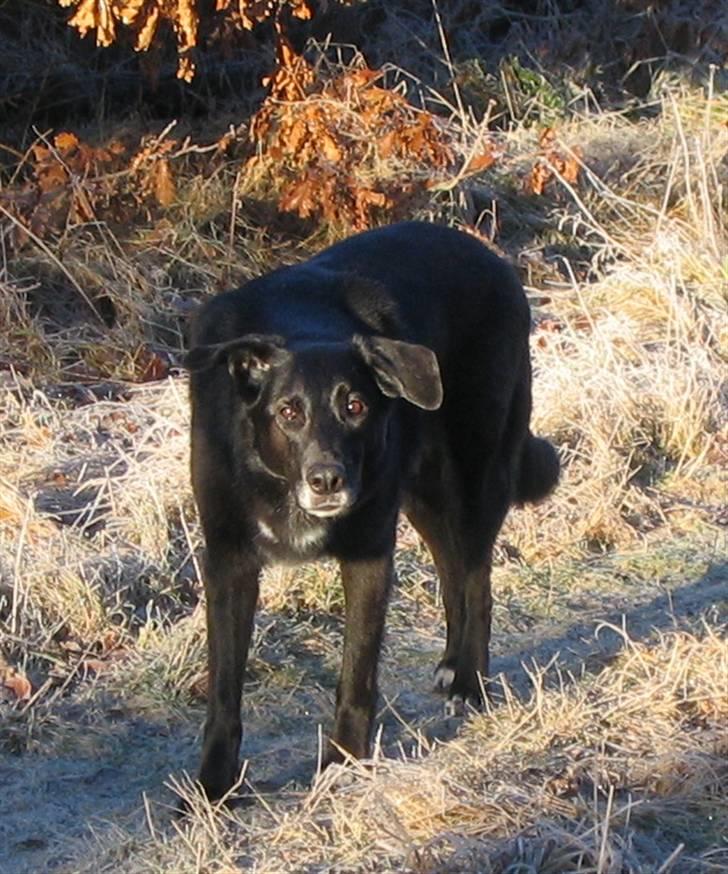 Blanding af racer Max - En vinterdag i skoven billede 1
