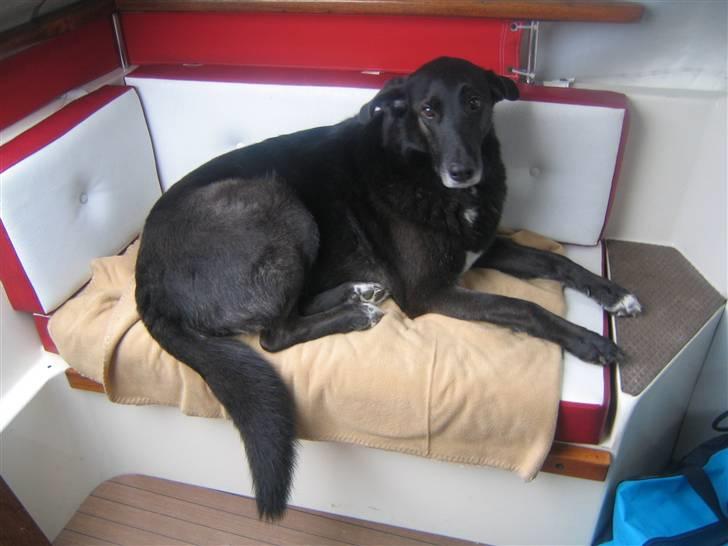 Blanding af racer Max - På den bedste plads på båden - elsker at sejle billede 2