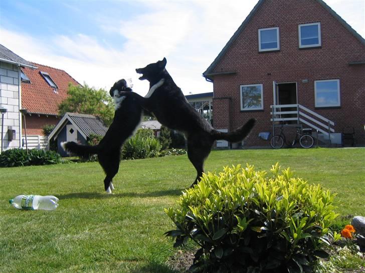 Blanding af racer Max - Leger vildt med Karlo billede 4