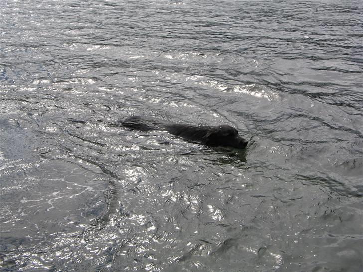 Blanding af racer Max - På ferie i Norge - svømmede mange gange om dagen i fjorden billede 5