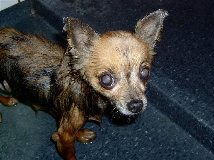 Chihuahua Nikki 1999-2007 - Bad er ikk lige mig, men jeg gør det gerne en gang imellem, for så bliver jeg føntørret og det eeeeelsker jeg ;o) billede 9