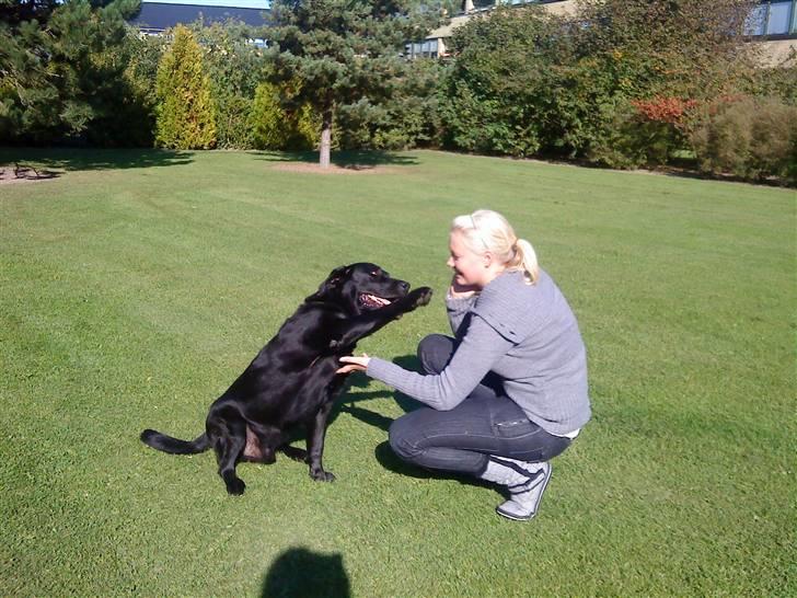 Labrador retriever Rollo <3 - JA JA! JEG GIVER JO POTE :) billede 10