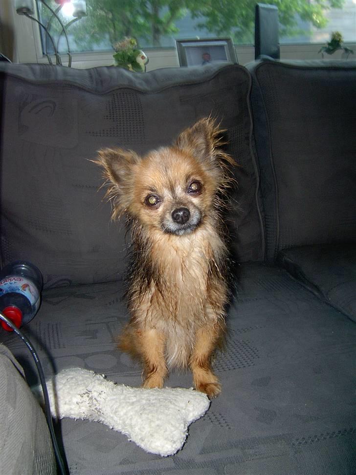 Chihuahua Nikki 1999-2007 - Her ligger mit aller bedste legetøj, som er lige så gammelt som mig ;o) Der er nemlig ikk andet der duer! (Har været i bad) billede 10