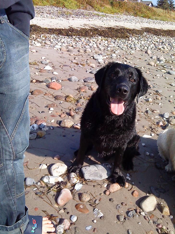 Labrador retriever Rollo <3 - YES! STRANDEN ER BARE DET BEDSTE! billede 11