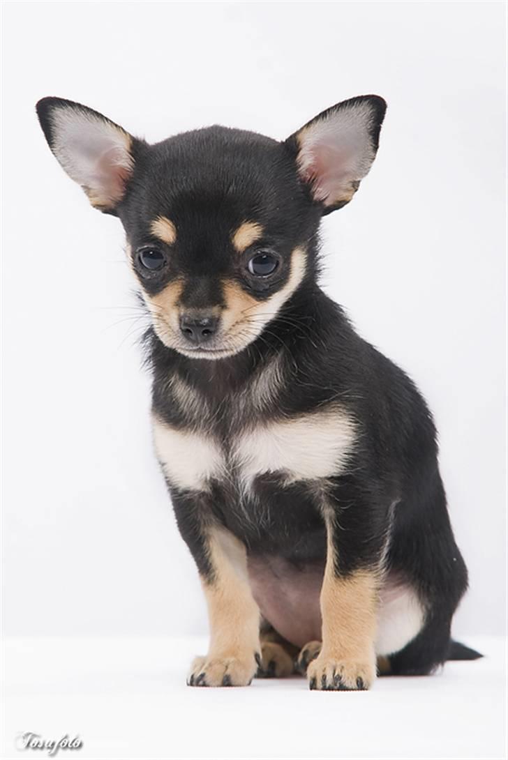 Chihuahua ** Cereza ** - Smukke smukke Cereza :). billede 15