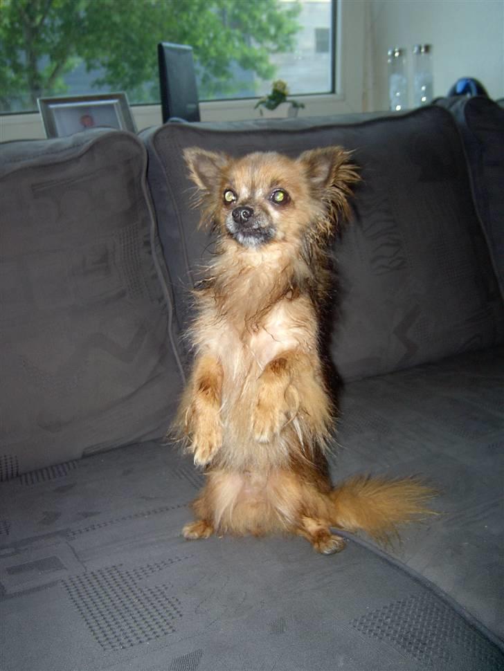 Chihuahua Nikki 1999-2007 - jeg sætter mig gerne på numsen, for en godbid ;o) (har været i bad) billede 11