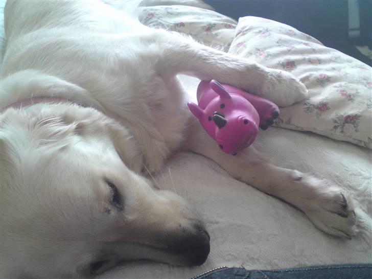 Golden retriever Malou - MIN GRIS! HAN ER DA BARE SÅ SØD, SÅ VI TOG LIGE EN LUR SAMMEN.. billede 10