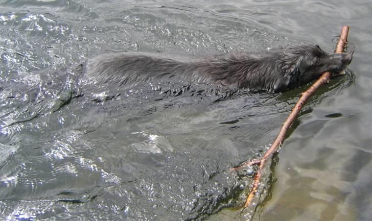 Blanding af racer Max - Max har fundet en stor pind billede 6