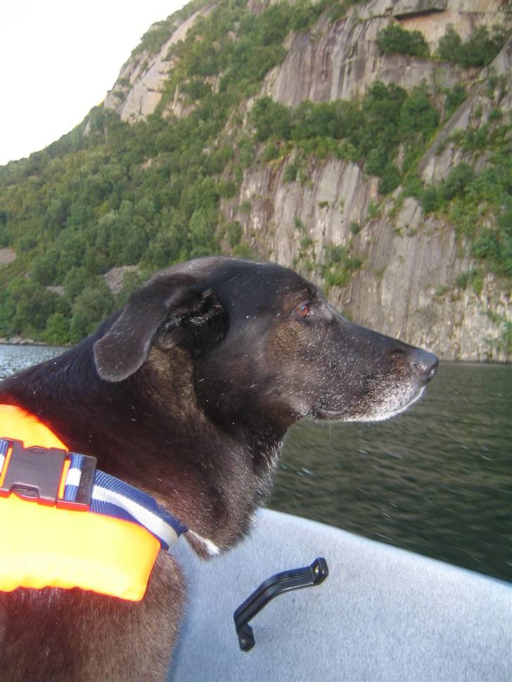 Blanding af racer Max - Max er med i robåden billede 8