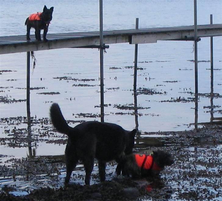 Blanding af racer Max - Max leger med sine to cairn-venner billede 9