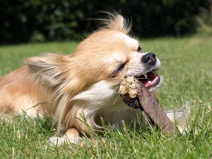 Chihuahua Caspar aka Rangeren - Mmmmm kallun smager godt synes Caspar... billede 26