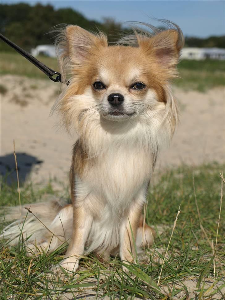 Chihuahua Caspar aka Rangeren - Caspar på stranden sommeren 2009. billede 35