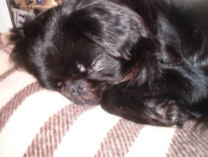 Blanding af racer Fie billede 4