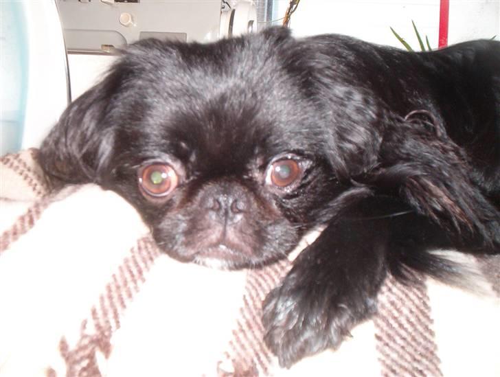 Blanding af racer Fie billede 5