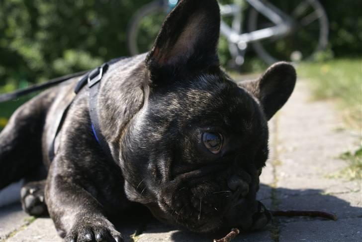 Fransk bulldog Sophus - åeh ja....endnu en hård dag som kæledyr billede 2