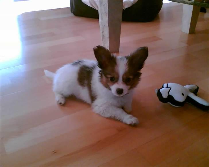 Papillon Tiger billede 1