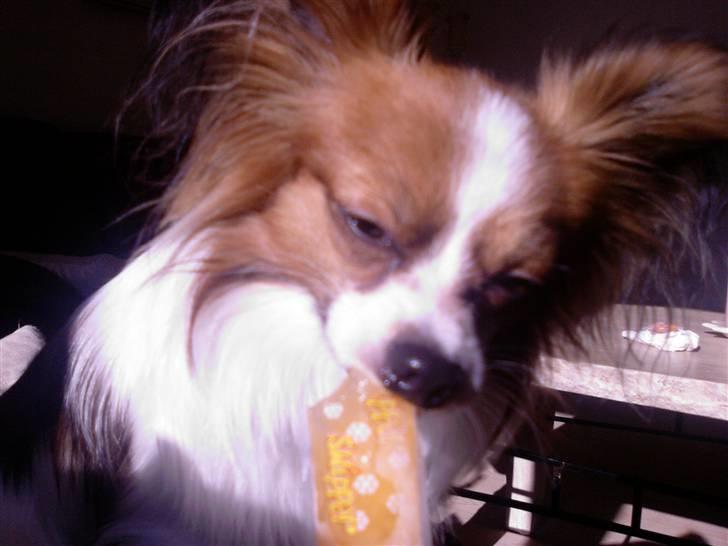 Papillon Tiger billede 2