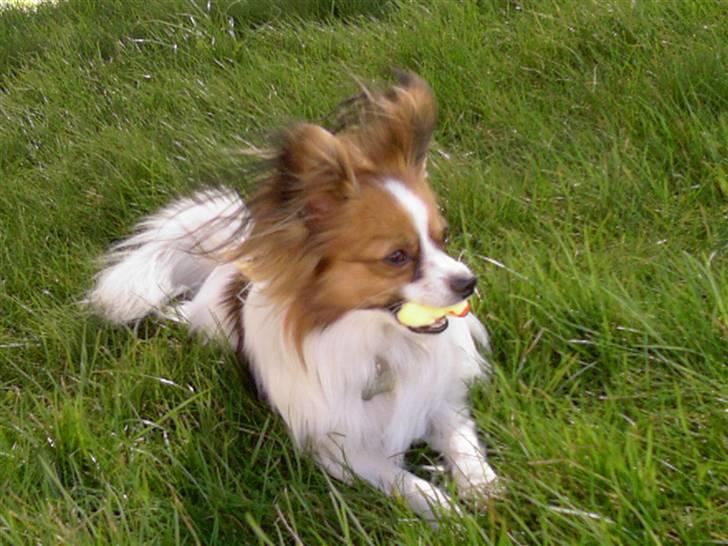 Papillon Tiger billede 3