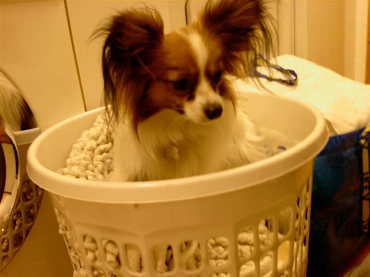 Papillon Tiger billede 4