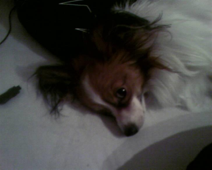 Papillon Tiger billede 5