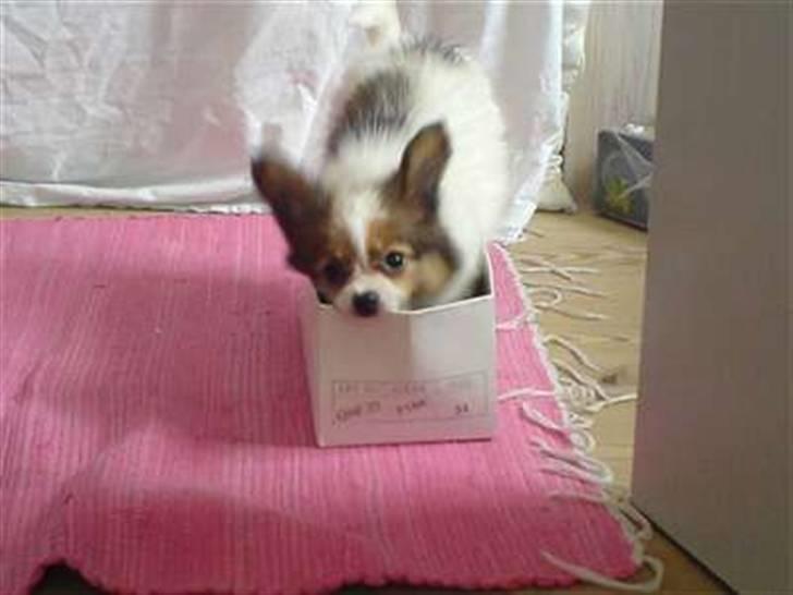 Papillon Tiger billede 6