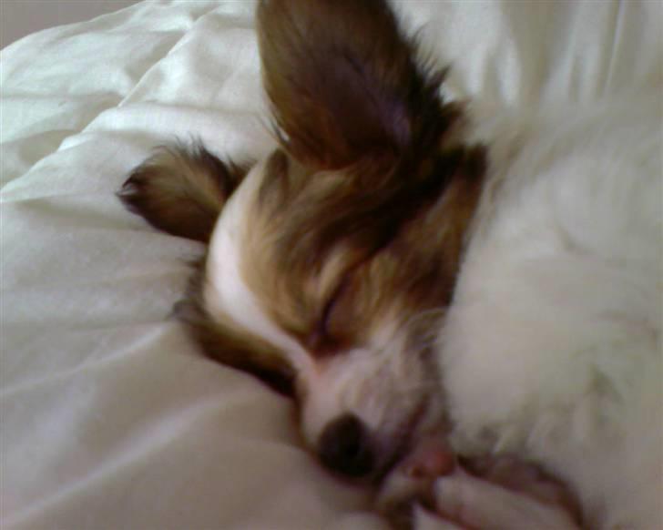 Papillon Tiger billede 7