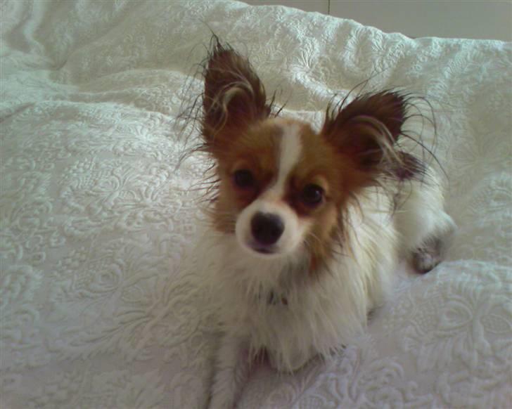 Papillon Tiger billede 8