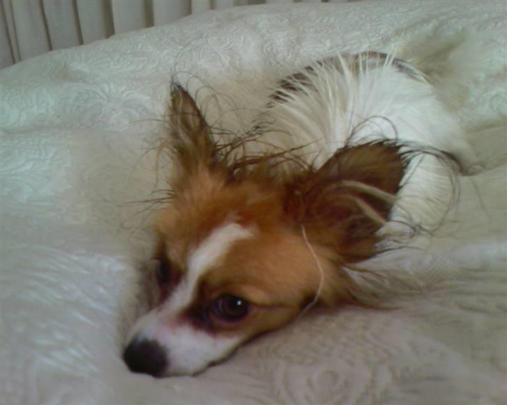 Papillon Tiger billede 9