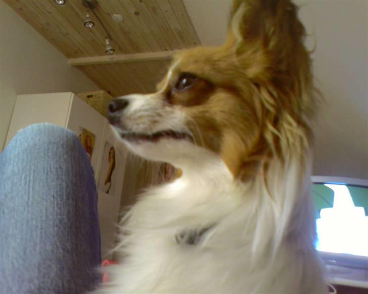 Papillon Tiger billede 10