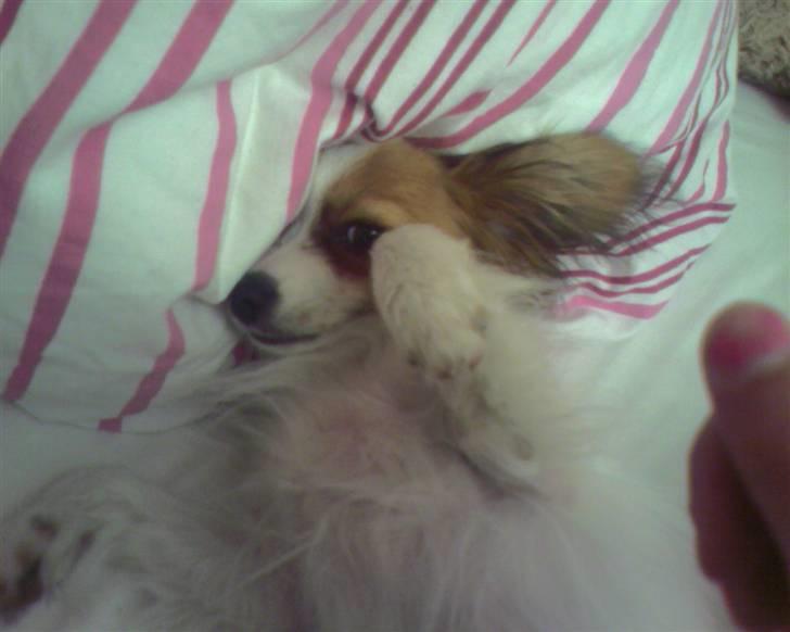 Papillon Tiger billede 11