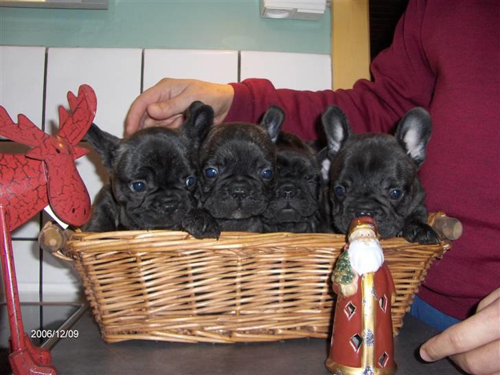 Fransk bulldog Sophus - Her er jeg 6 uger - det er mig med den hvide "stribe" på hagen billede 4