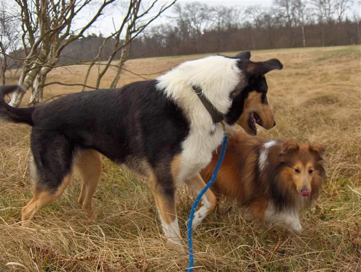 Collie korthåret Cody R.I.P. - Skal vi lege, skal vi lege... billede 9