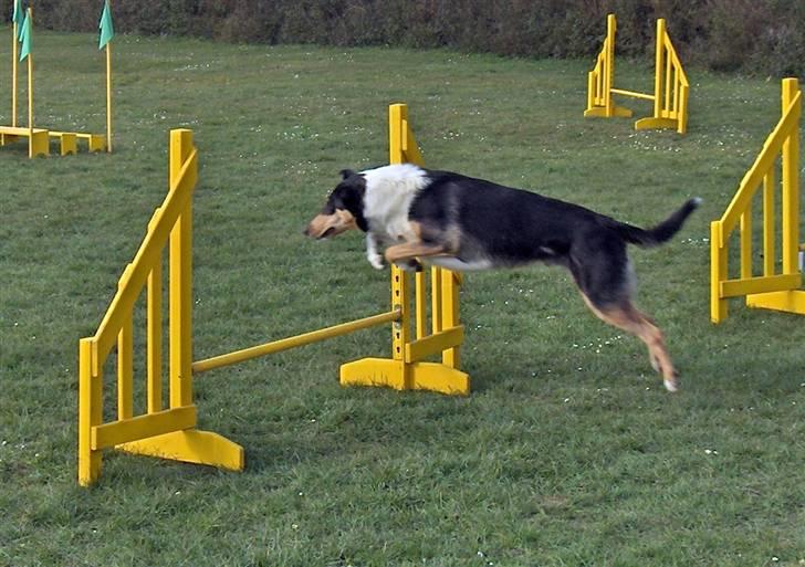 Collie korthåret Cody R.I.P. - Cody første gang agility  billede 10