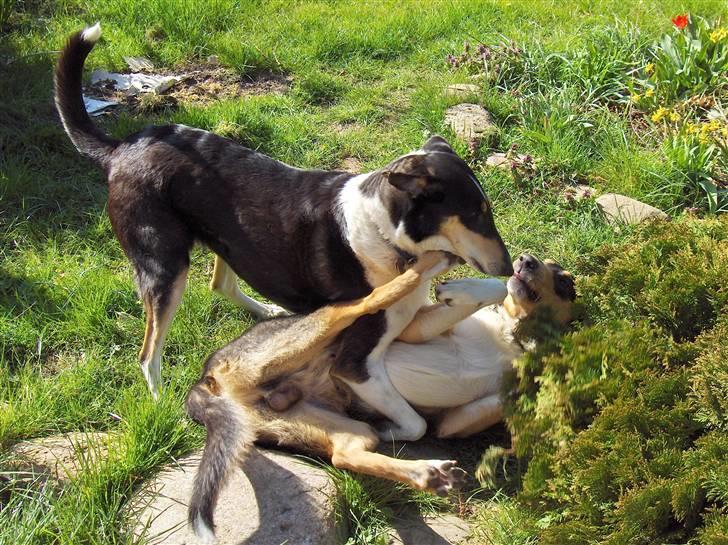 Collie korthåret Cody R.I.P. - Cody og Katie da Cody var feriebarn billede 13