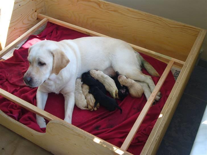 Labrador retriever Agnes - Agnes har lige født 7 dejlige hvalpe billede 9