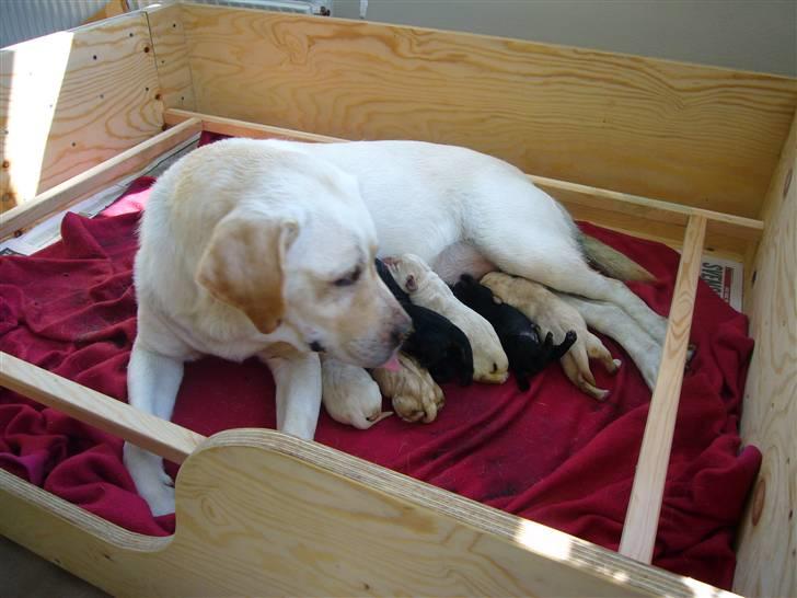 Labrador retriever Agnes billede 10