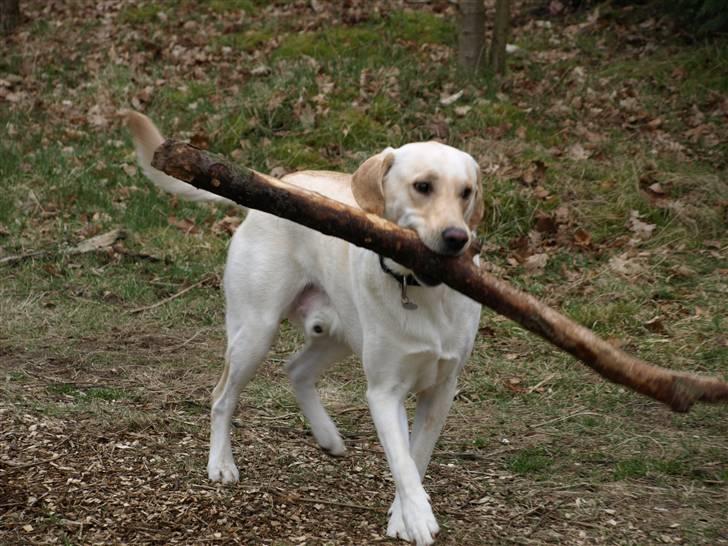 Blanding af racer Siku - Er jeg ikke dygtig? Jeg har selv fundet den. Se om du kan kaste den - tøsearm.. billede 12