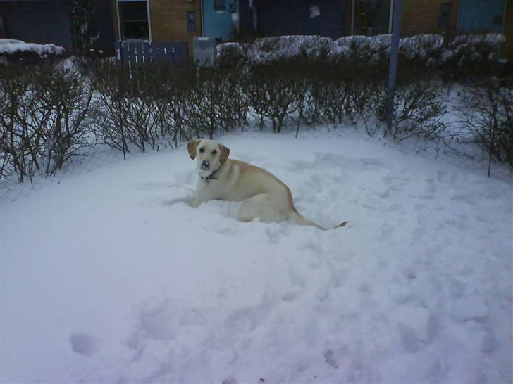 Blanding af racer Siku - Det her hvide noget er da bare det sjoveste. Kommer I ikke ud? billede 13