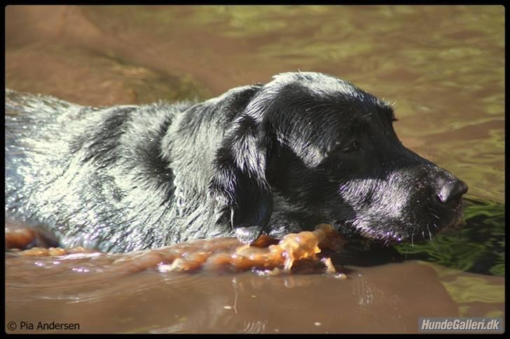Labrador retriever Effi  R.I.P - min vidunderlige hund effi billede 1