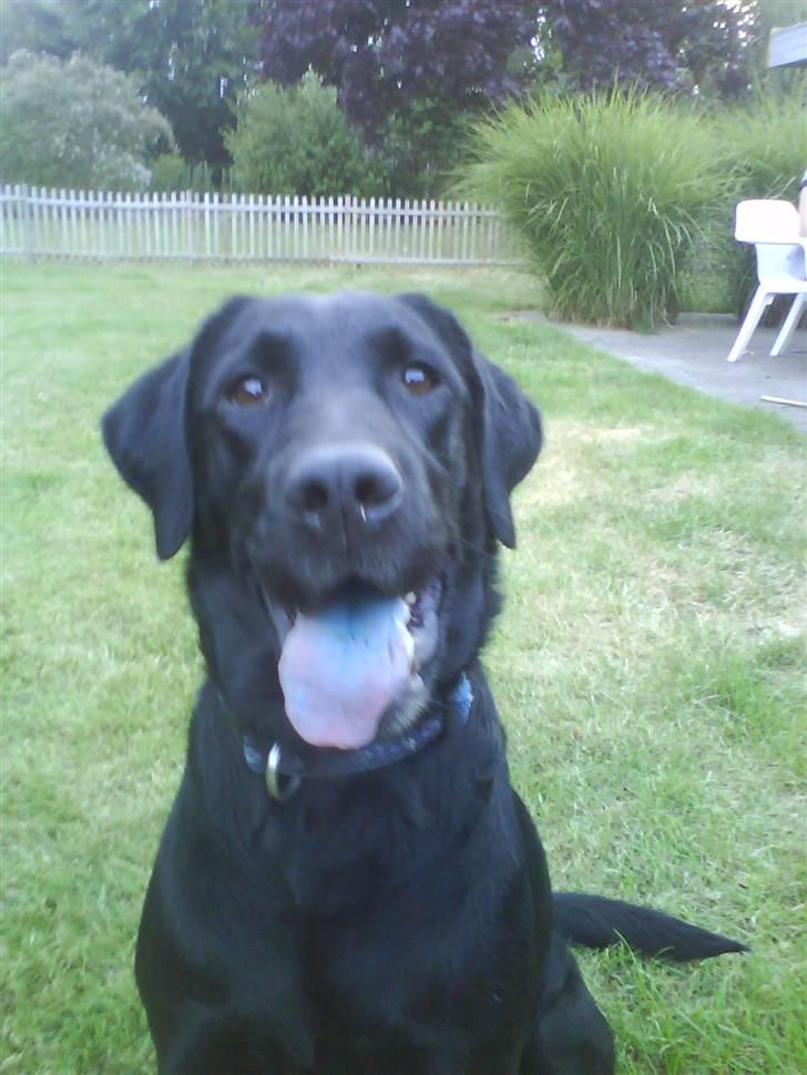 Labrador retriever Effi  R.I.P - effi med blå tunge  billede 2