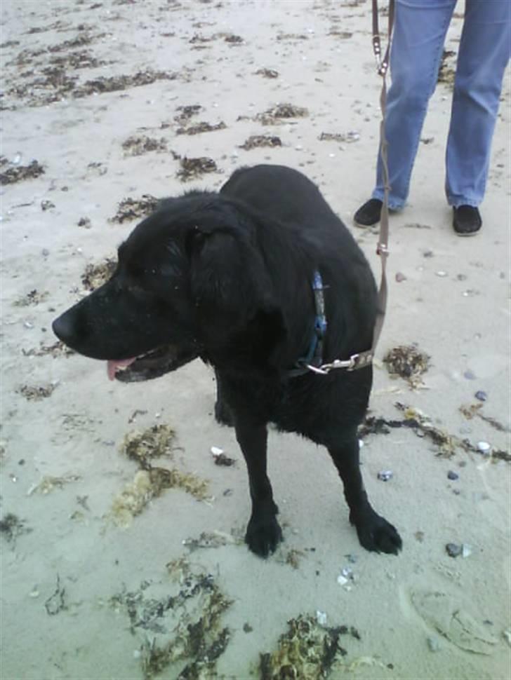 Labrador retriever Effi  R.I.P - effi på stranden  billede 3