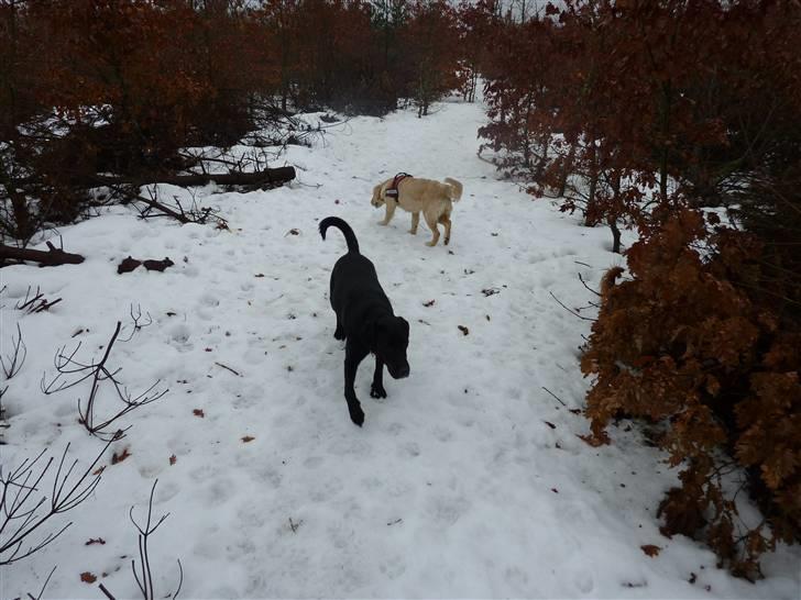 Labrador retriever Effi  R.I.P - i hundeskoven  billede 4