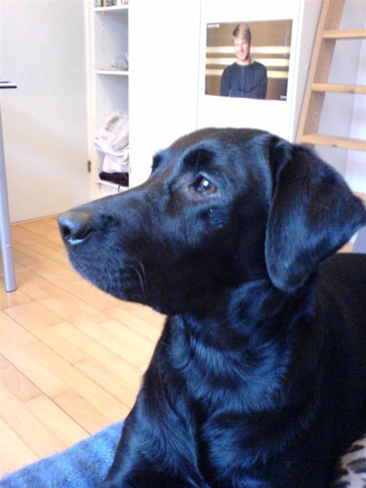 Labrador retriever Effi  R.I.P - hov der var noget  billede 5