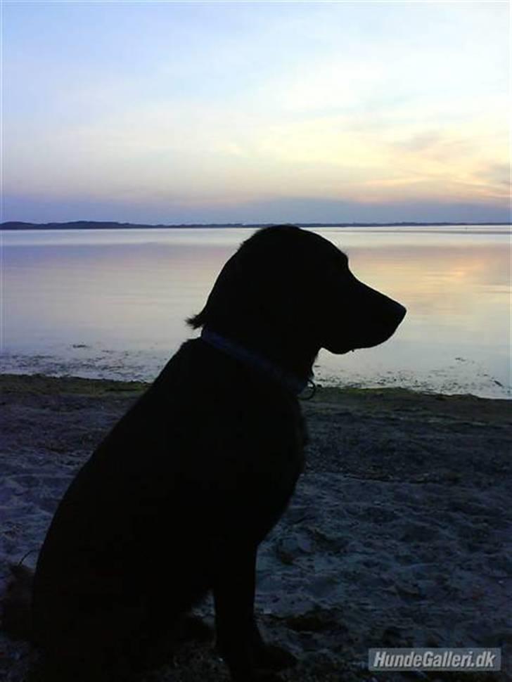Labrador retriever Effi  R.I.P - effi ved sol ned gangen  billede 6