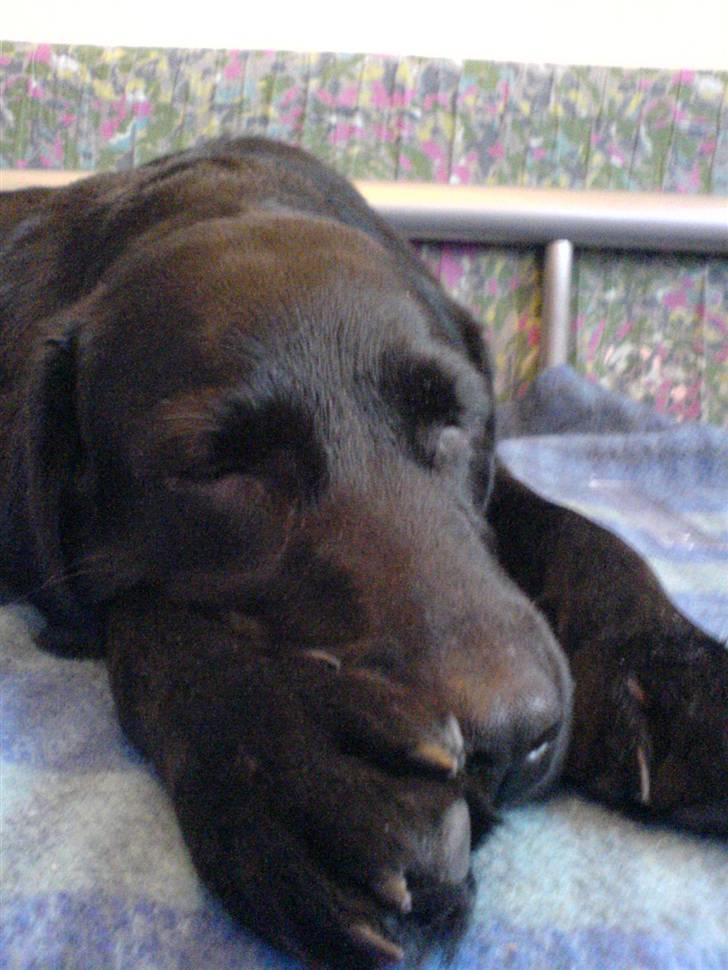 Labrador retriever Effi  R.I.P - Effi sover :-) billede 7