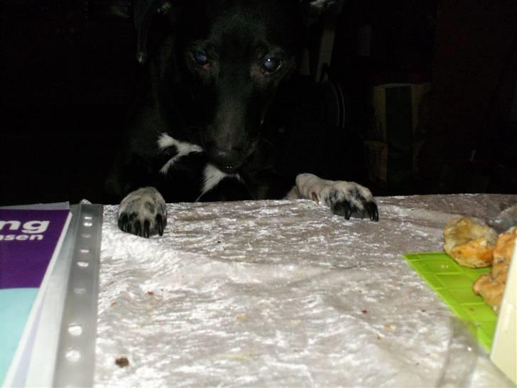 Dansk svensk gaardhund cæsar. - kom der ikke mad på borg i dag ?????? billede 18