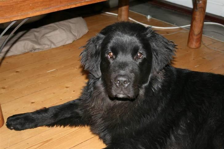 Newfoundlænder Aya - Wee vand billede 1