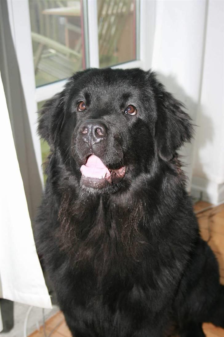 Newfoundlænder Aya billede 2