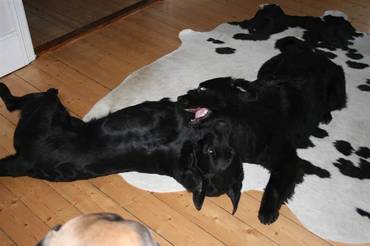 Newfoundlænder Aya billede 3